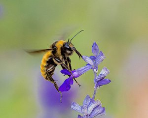 American Bumblebee, male