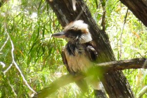 Laughing Kookaburra (Juvenile)