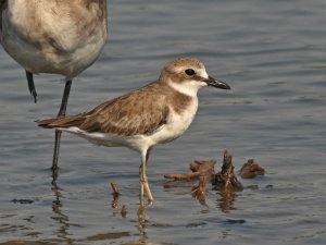 Greater Sand Plover.