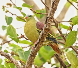 Thick Billed Green Pigeon.