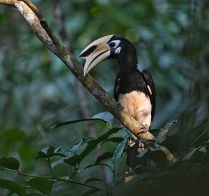 Oriental Pied Hornbill.