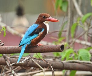 White Breasted Kingfisher.