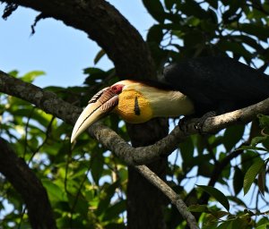 Male Wreathed Hornbill.