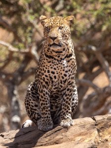 Loisaba Leopard