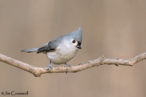 Tufted  Titmouse