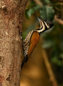 Female Common Flameback Woodpecker.