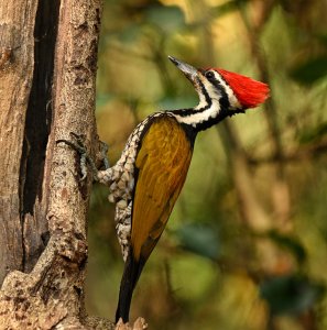 Male Common Flameback Woodpecker.