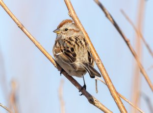 American Tree Sparrow at Riverlands Mar 2024 3.jpg