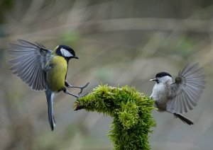 Great Tit and Marsh Tit