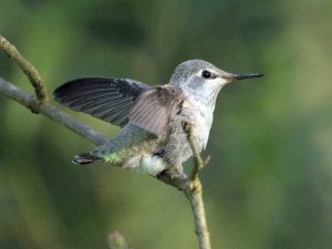 Fledgling Anna's hummingbird