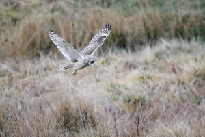 Short-Eared Owl Hunting