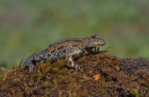 European Fire-bellied Toad