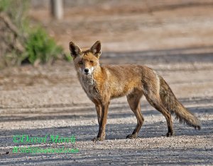 Iberian red Fox