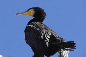 Cormorant, Great 'novaehollandiae'