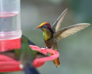Ruby-topaz Hummingbird (m)