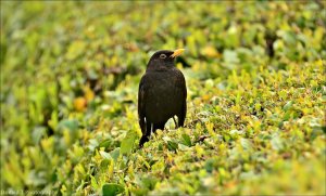 Blackbird ( Male )