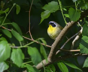 yellow throat warbler.jpeg