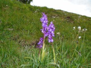 Common Spotted Orchid.