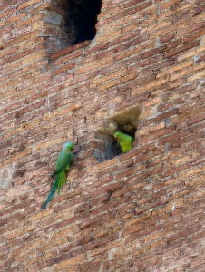 At the Colosseum (Rose-ringed parakeet)