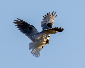 White Tailed Kite midair handoff