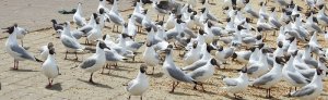 Gulls Meeting