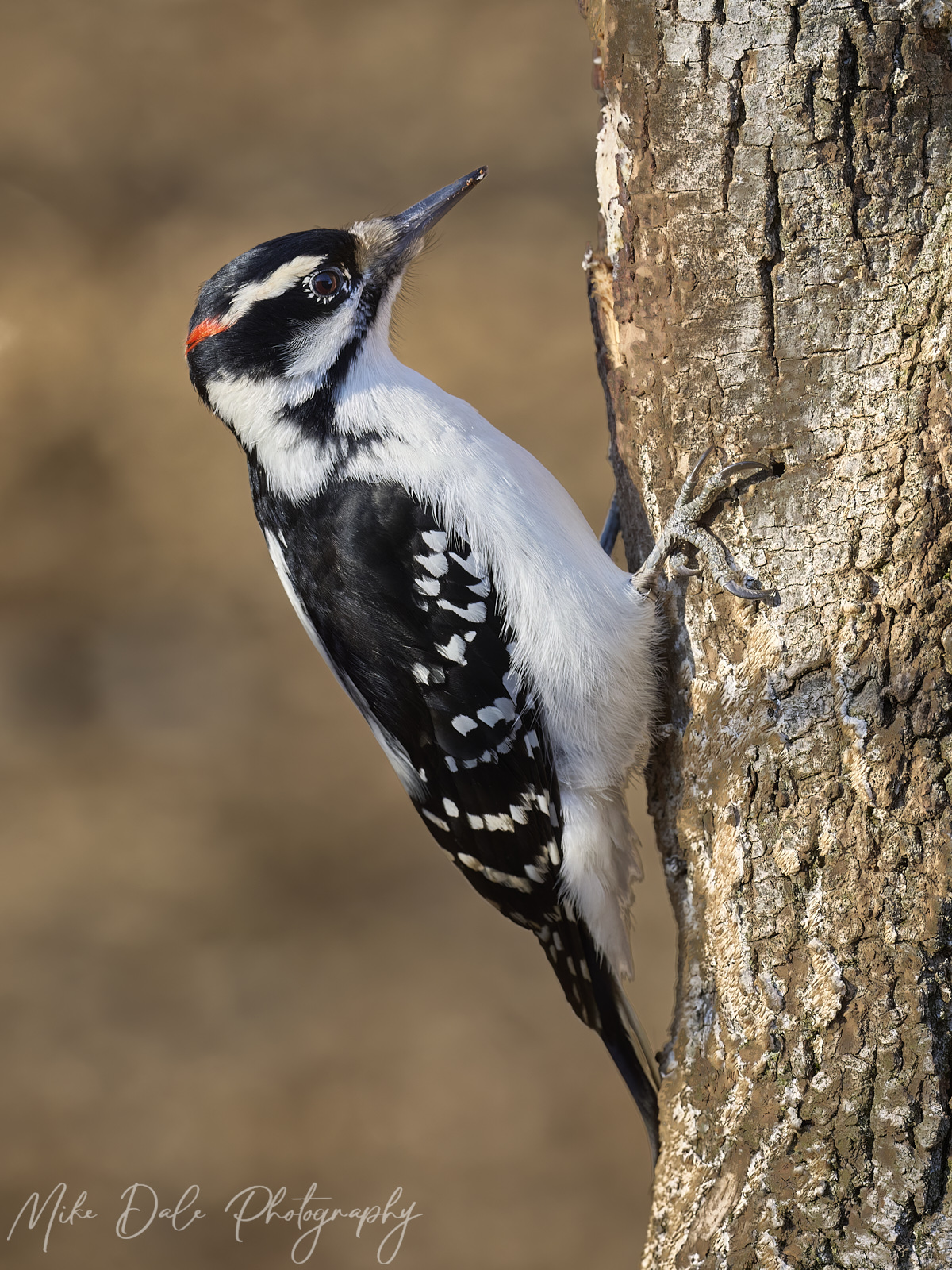 Hairy-Woodpecker-11-3.jpg