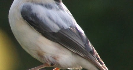 thebarleybird-er.blogspot.com