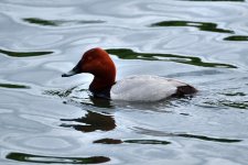 pochard.jpg