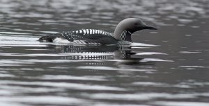 Blending with water....Arctic loon