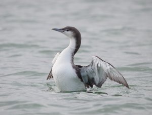 Black-throated Diver