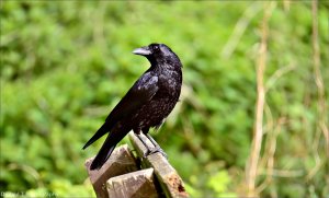 Carrion Crow.