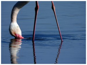 Flamingo.  DSCN1440.jpg