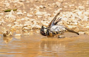 House Sparrow, Male, Bathing