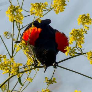 Red Winged Blackbird during golden hour