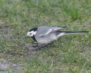 White Wagtail_Girdle Ness_060424a.jpg