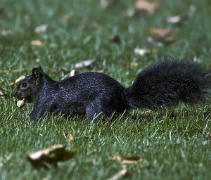Eastern Gray Squirrel (melanistic)