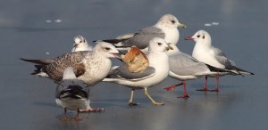Gulls and Bread