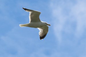 104- Larus michahellis Yellow-legged Gull- 27 mai 2019.jpg
