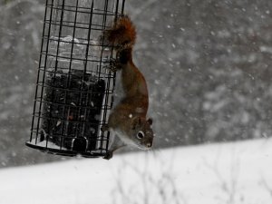American Red Squirrel (Frustrated)