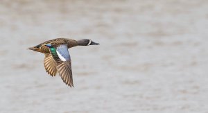 Blue-winged Teal, Male
