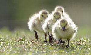 Goslings Canada Goose