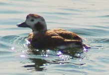 LOng Tailed Duck3  PS.jpg