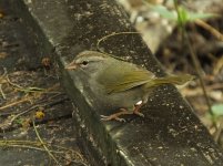 Olive Sparrow.jpg
