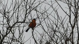 bullfinch.jpg