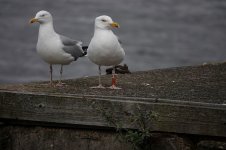Herring Gulls.jpg