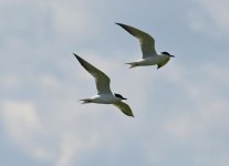 Gull-billed tern (Gelochelidon nilotica) Kalloni Salt Pans 090421 cc E Galinou Lesvos Bird New...JPG