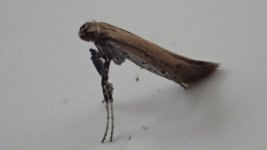 Aspilapteryx tringipennella.JPG