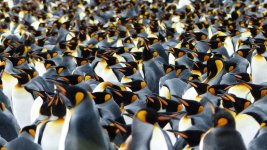P1060030_King Penguins.jpg