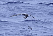 _DSC8474_Light-mantled Albatross & Cape Petrels.jpg