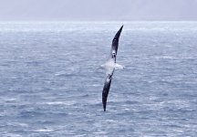 x_DSC4550 Wandering Albatross.jpg